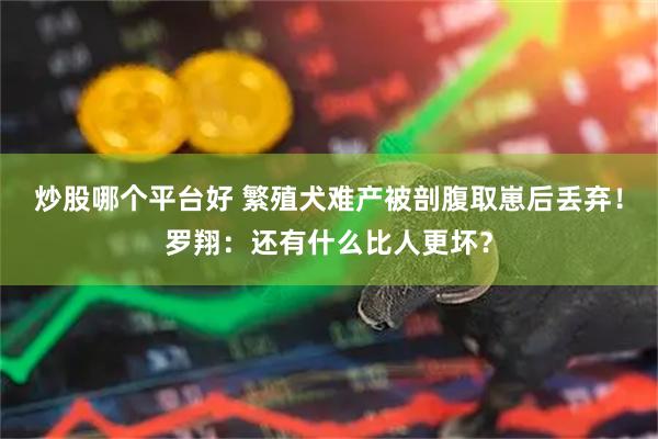 炒股哪个平台好 繁殖犬难产被剖腹取崽后丢弃！罗翔：还有什么比人更坏？